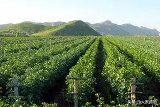 秦皇岛葡萄酒庄园,秦皇岛葡萄酒生产基地