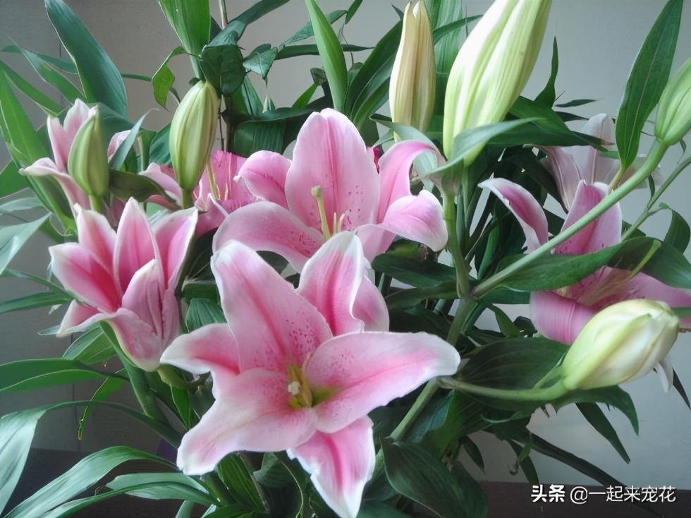 什么品种香水花最好养,哪种香水花好闻又好养
