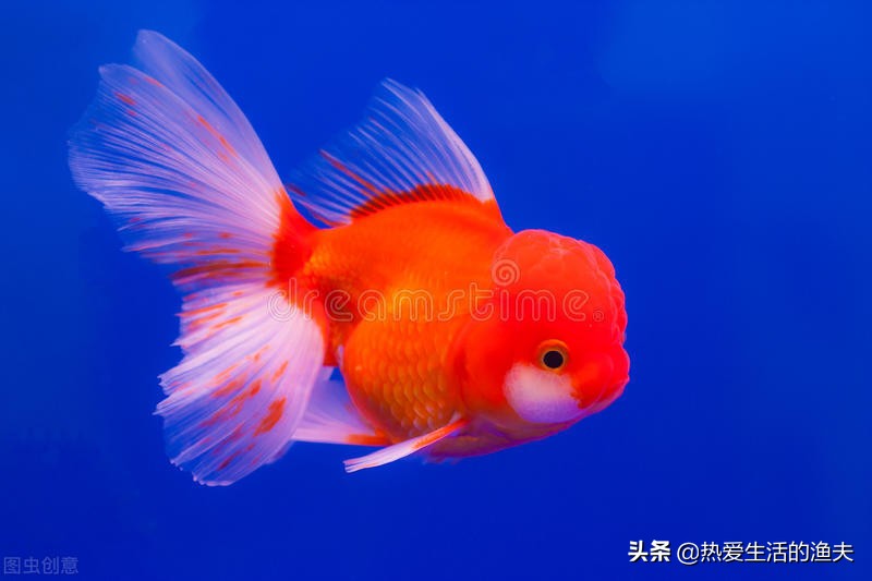 金鱼体表出血粘液过多不进食,金鱼出血最快治疗方法