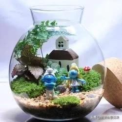 微景观生态瓶教程,微景观生态瓶怎么固定