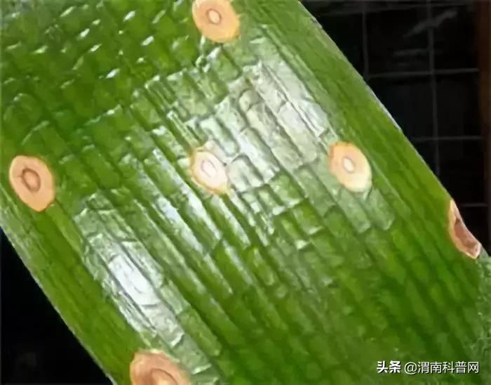 妞嶇墿鍡栧棖闀跨垎鐩嗕笉榛勫彾,鍏绘鐗╀竴涓槦鏈熶笉姝荤殑绉樻柟