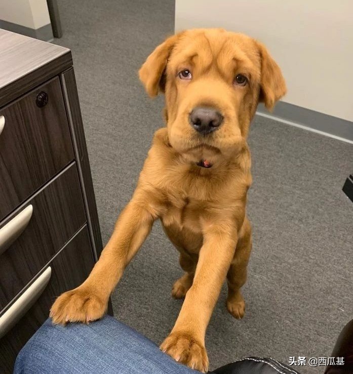 常见的串串狗都是什么品种,不建议养的10种狗串串犬