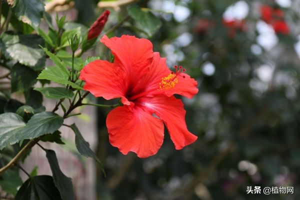 桑叶牡丹花苞小是怎么回事,桑叶牡丹为何花苞还未开就掉落了