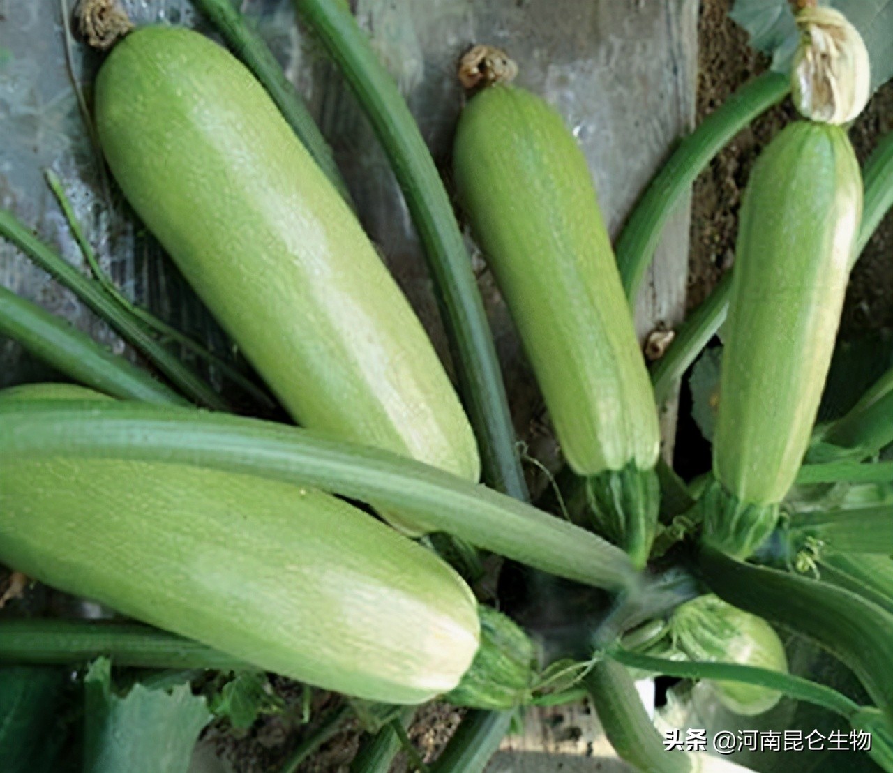 西葫芦烂根用什么药最好,西葫芦烂根特效药