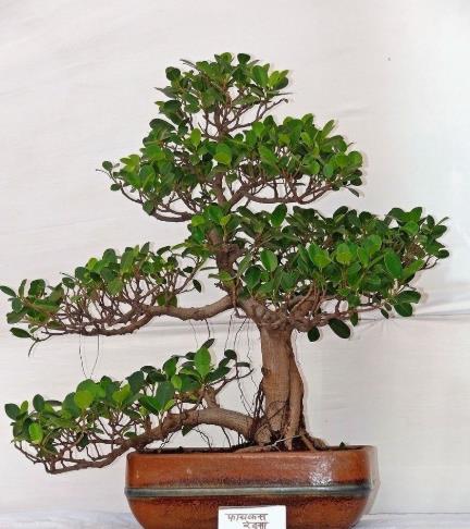 榕树黄叶怎么修剪,榕树黄叶怎么办