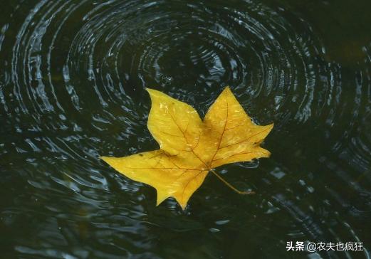 立秋夏已尽秋将至,立秋有雨样样收全文