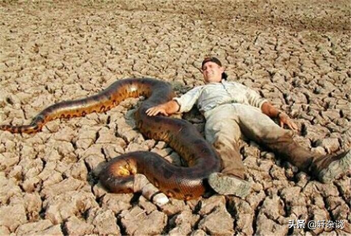 最大老虎能打过成年森蚺吗,世界上最大的蛇跟绿森蚺决斗