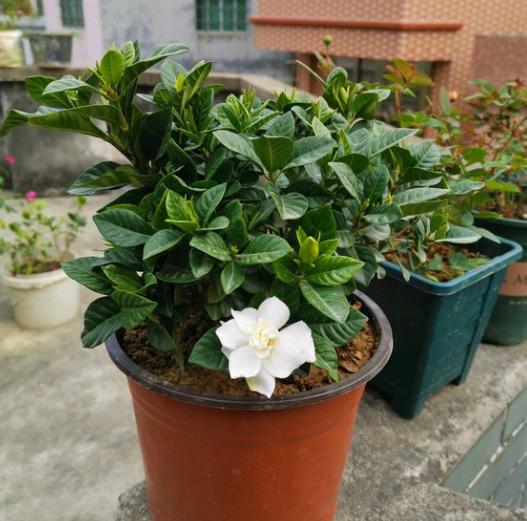 想要养好花几招教会你,想要花养好口诀要记牢