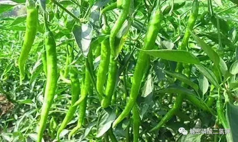 磷酸二氢钾在作物成熟期使用配方 (磷酸二氢钾适合哪些农作物怎么用)