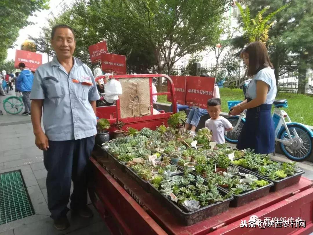 “老吴寻访西府奇人”：一片绿叶创大业