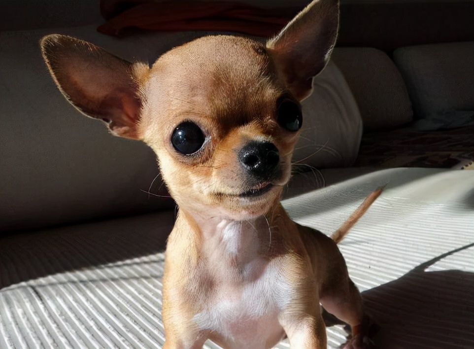 盘点“最娇气”的6种狗，耐心不够，建议别养