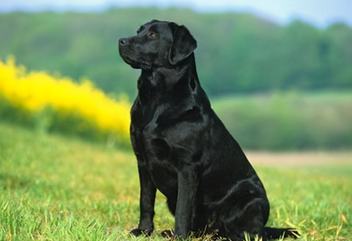 拉布拉多黑色幼犬怎么辨别纯不纯,拉布拉多犬黑色的好还是白色的好