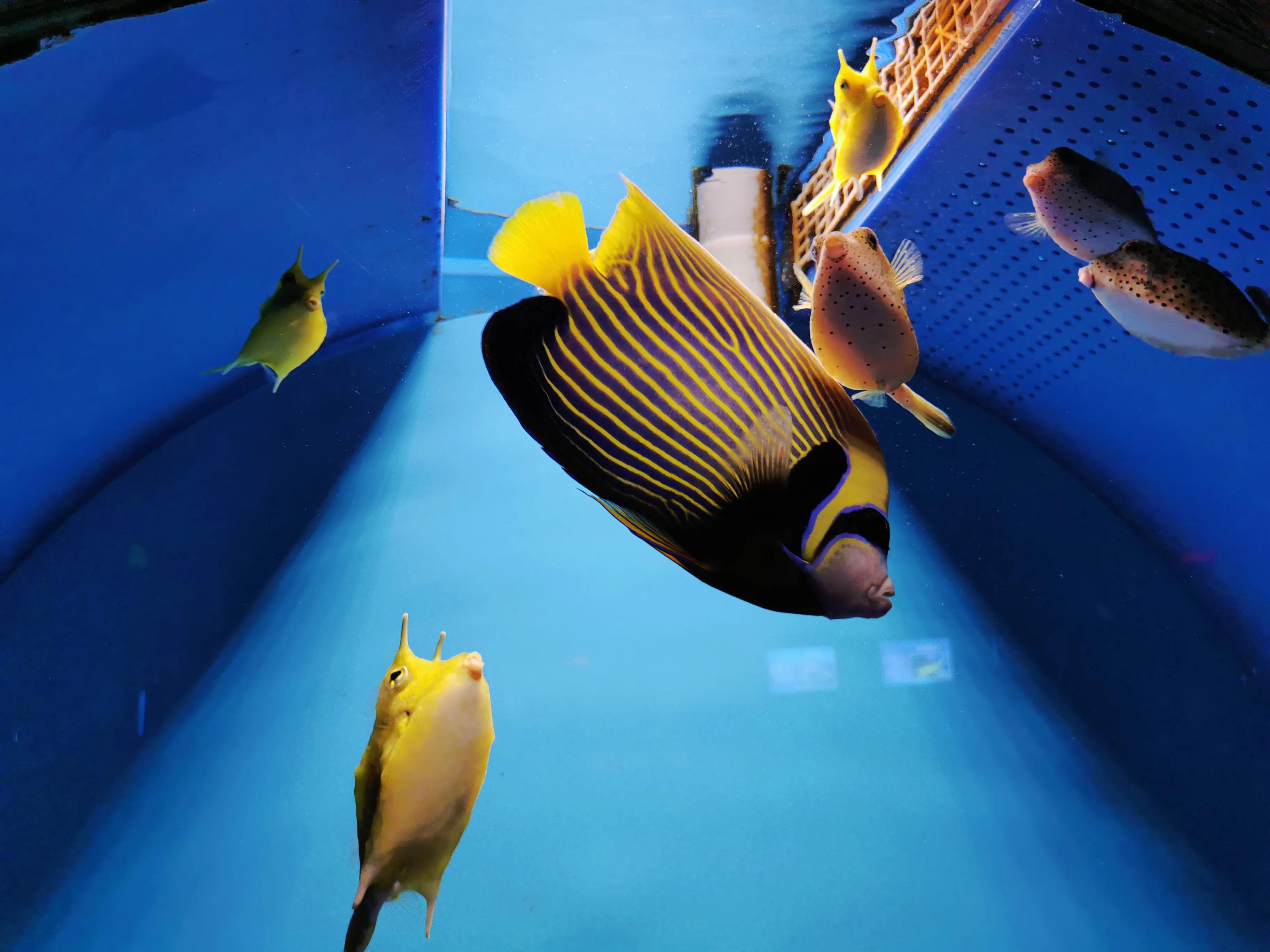 璧拌繘娴锋磱鍔ㄧ墿娴峰簳涓栫晫,鍙傝娴峰簳涓栫晫娴锋磱鍔ㄧ墿瑙嗛