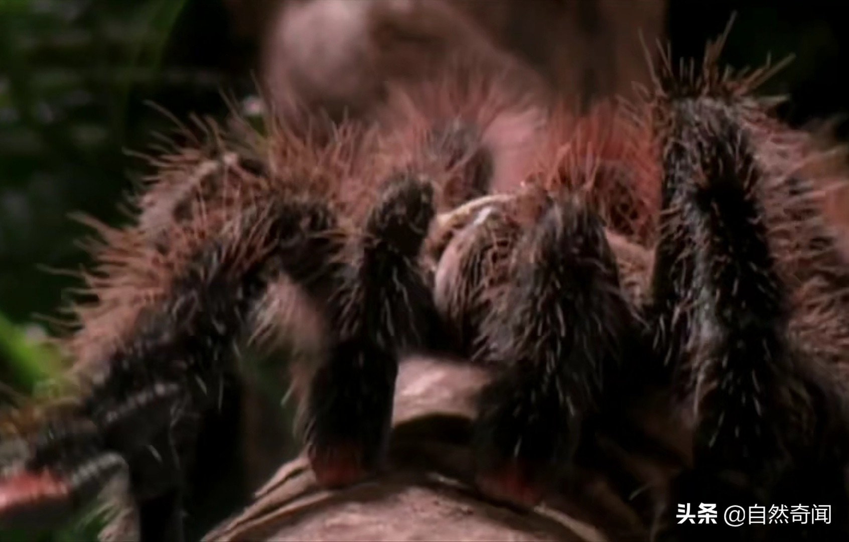 亚马逊十大凶猛植物,巴西亚马逊热带雨林动植物
