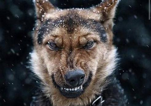 养狗天天生气怎么办,养狗须知狗有眼屎