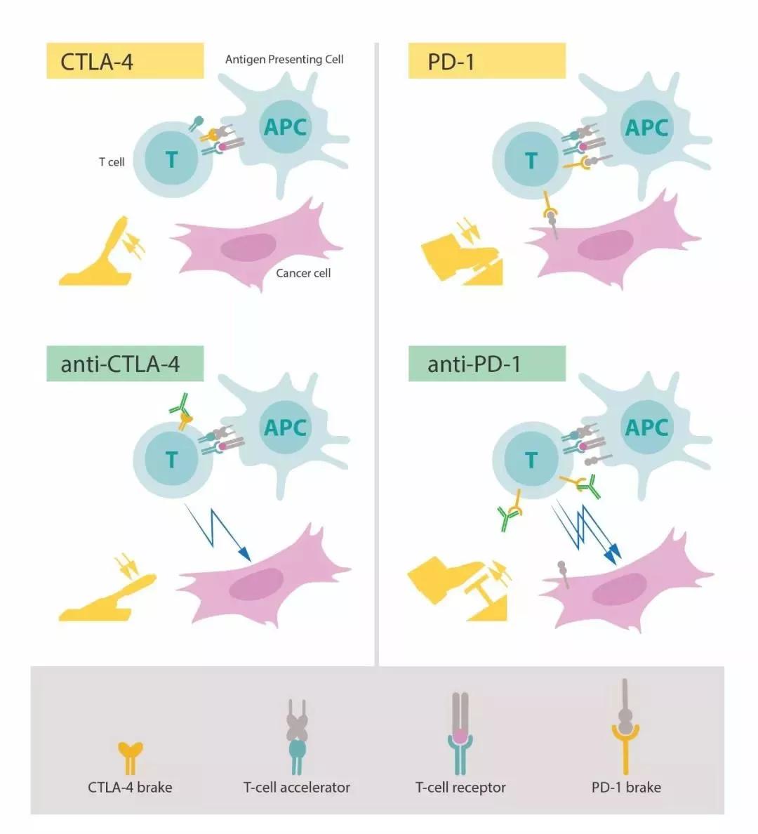 nccn肝癌指南中文版,肝癌最新版nccn治疗指南