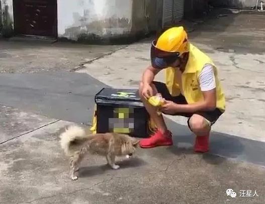 一名外卖小哥特别引人注意,因为他的后座位上总有只…