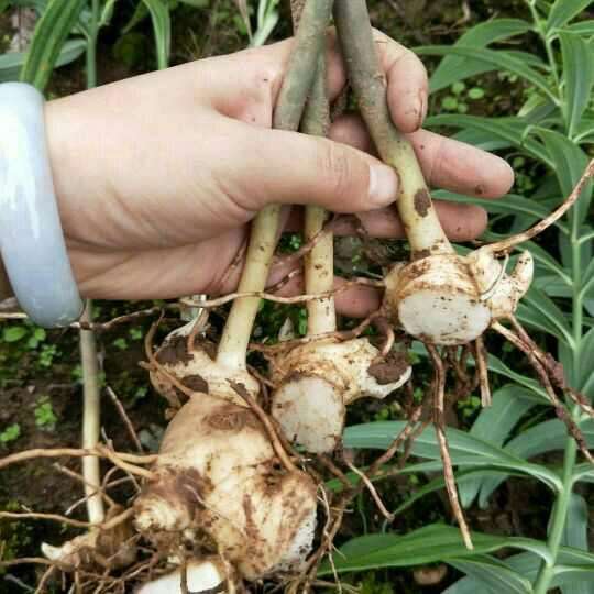 鸡头黄精种植前景,种植黄精药材未来的市场怎么样