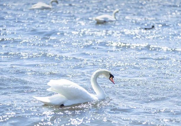 寻找幸运锦鲤活动在哪,寻找锦鲤