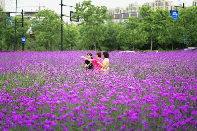 美美美!余杭七大花海组团来袭,遍地繁花好似人间仙境