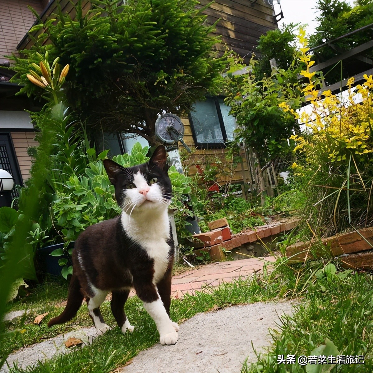 猫奴们都想去的圣地日本的猫岛,日本猫岛猫咪
