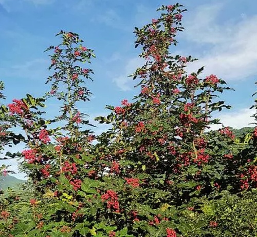 “麻蛋蛋”映红了好日子！在当地人眼里，这可是“宝贝疙瘩”