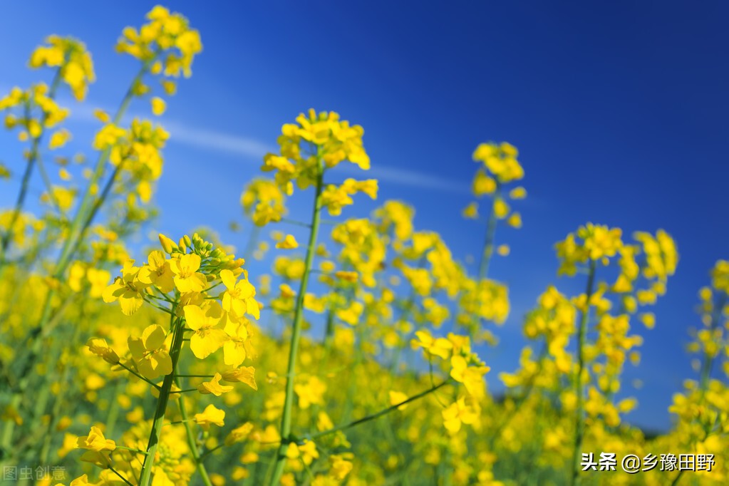 油菜苗期病毒病症状,油菜病毒病的典型症状图片