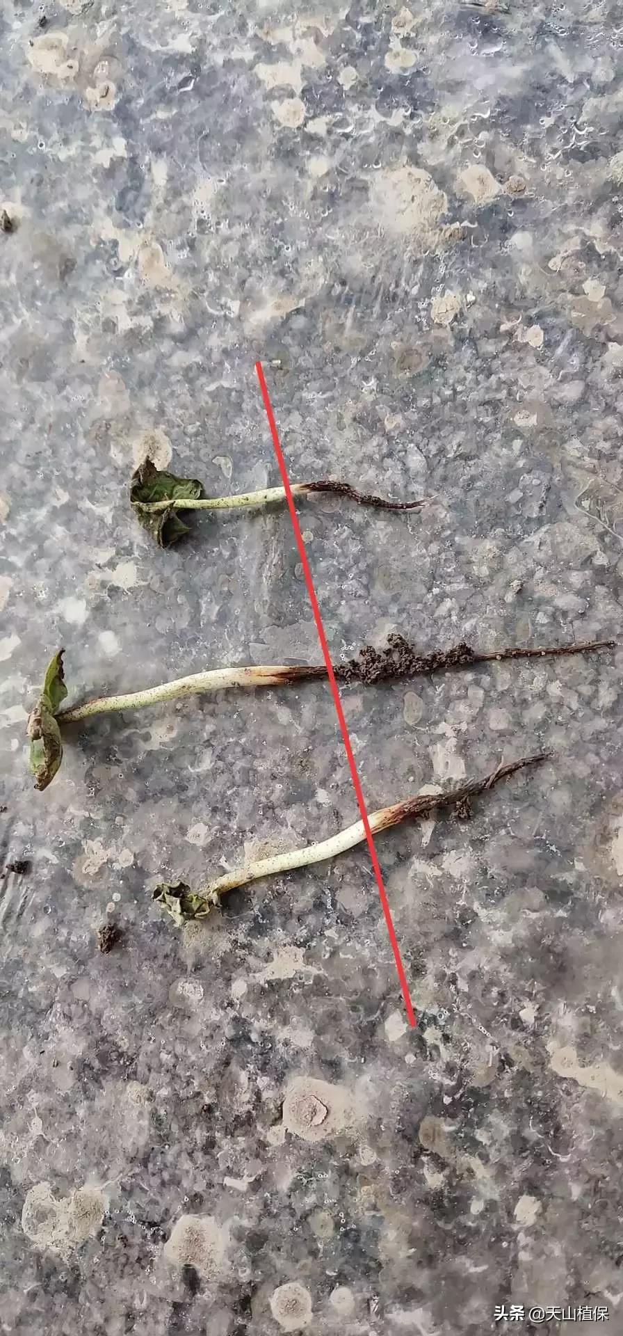 棉花现阶段死苗原因,棉苗冻害最快的解决方法