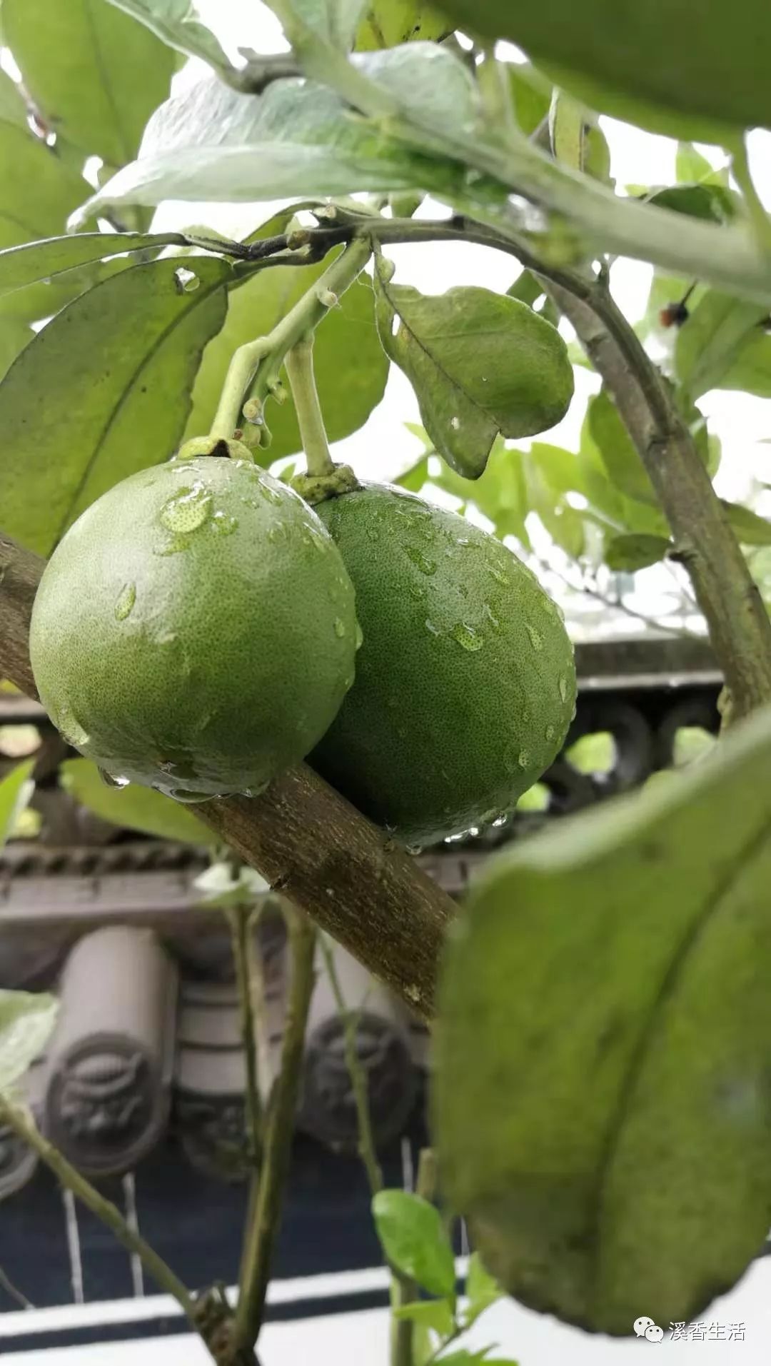 西溪南古村落惬意慢生活,徽州西溪南生活