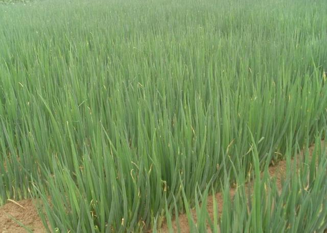 出口转内销的物价会降吗,出口转内销价格下跌严重