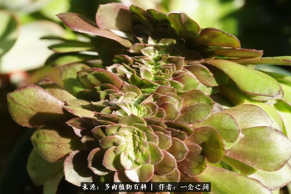 多肉牛群里的“七福神”（下）：男神篇！