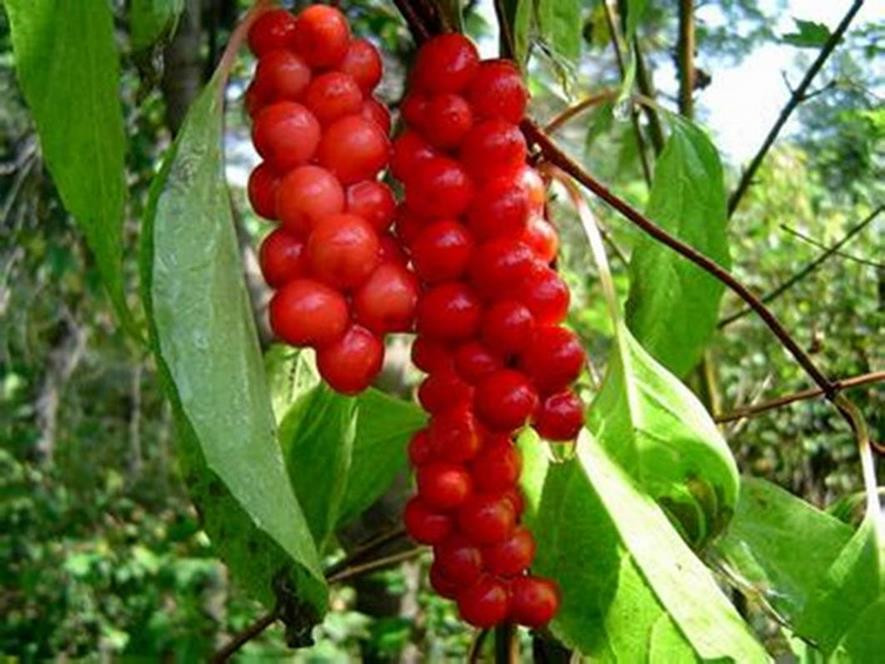 百种水果,100种果子大全