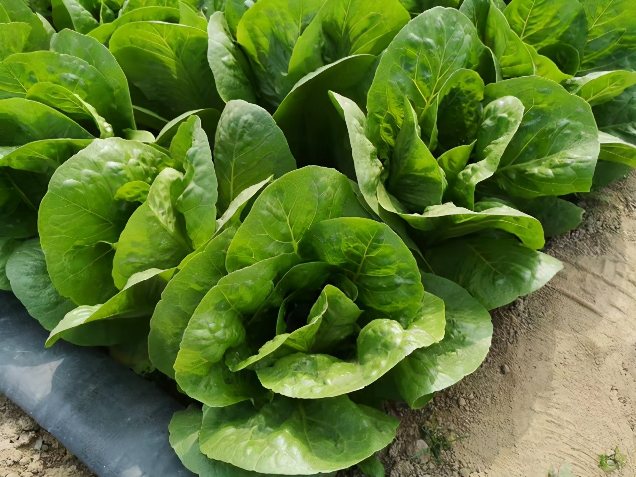 春天夏天适合种什么蔬菜,春天适合播种的蔬菜有哪些