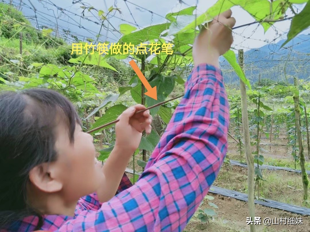 罗汉果授粉正当时,3种授粉方式选哪种?老农说授粉工具更关键