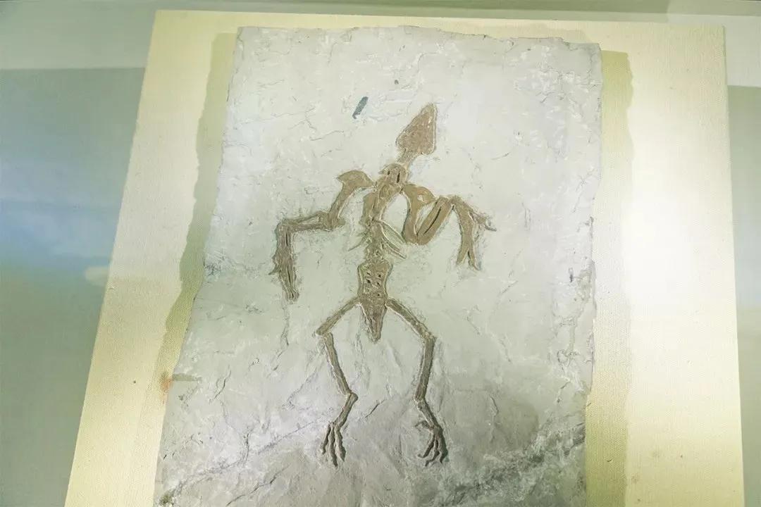 深圳免费十大打卡景点攻略,深圳凤凰城地铁站网红打卡