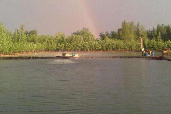 生态养殖鲤鱼怎么养,水库鲤鱼的养殖技术与管理