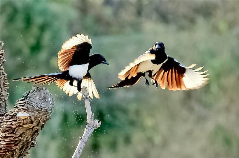 秦岭山里常见的鸟,秦岭的猛禽