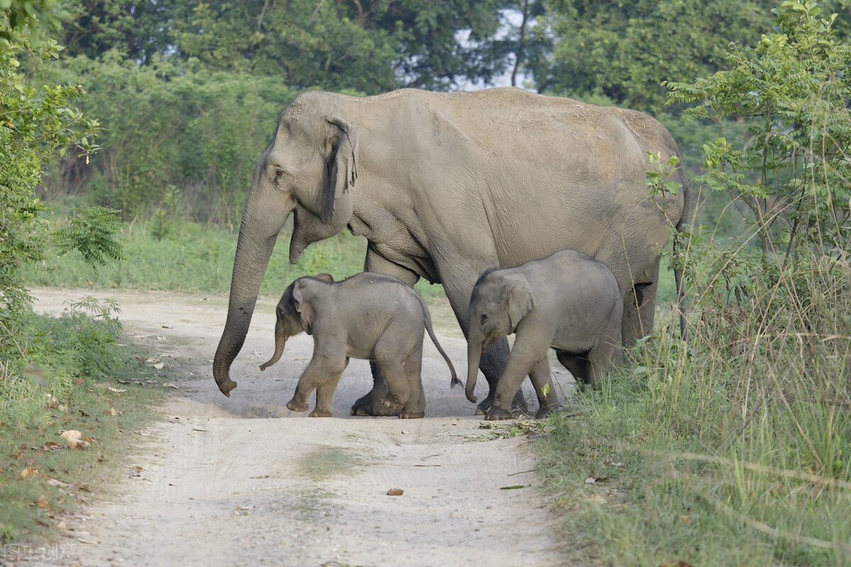 野外遭遇成年野象,如何才能逃生?记住这6点技巧,紧急时能保命