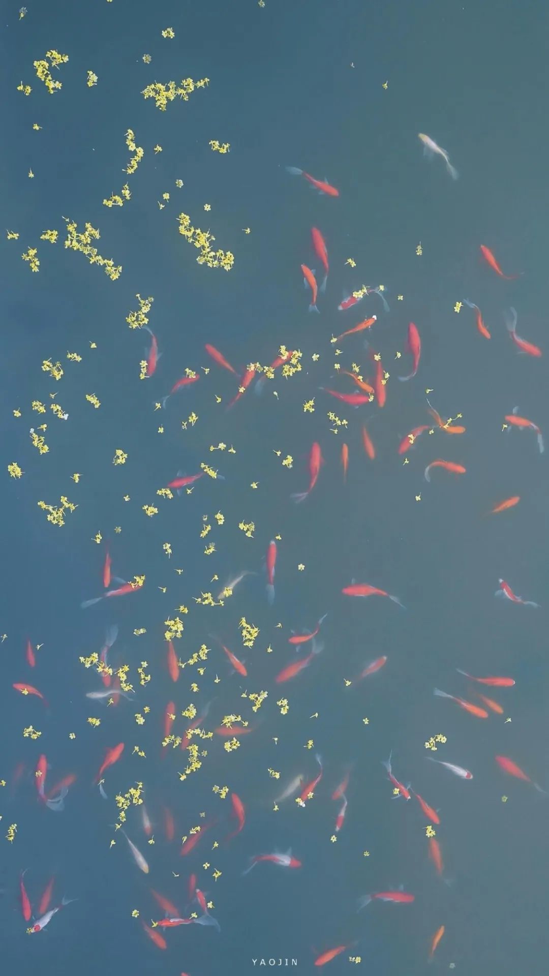 一组超好看的姓氏壁纸请签收,一组超好看壁纸请签收