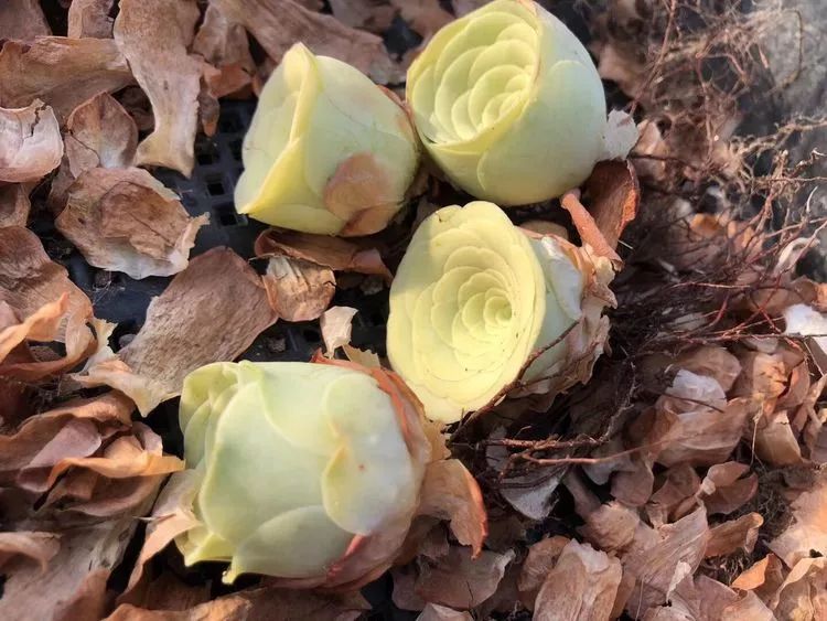 黄玫瑰这么美的风景惊艳到你了吗,优雅漂亮的黄玫瑰图片