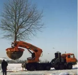 大树移植机视频大全,大树移植的正确方法