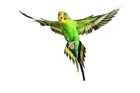 虎皮鹦鹉能喝牛奶吗,虎皮鹦鹉小鸟饲养