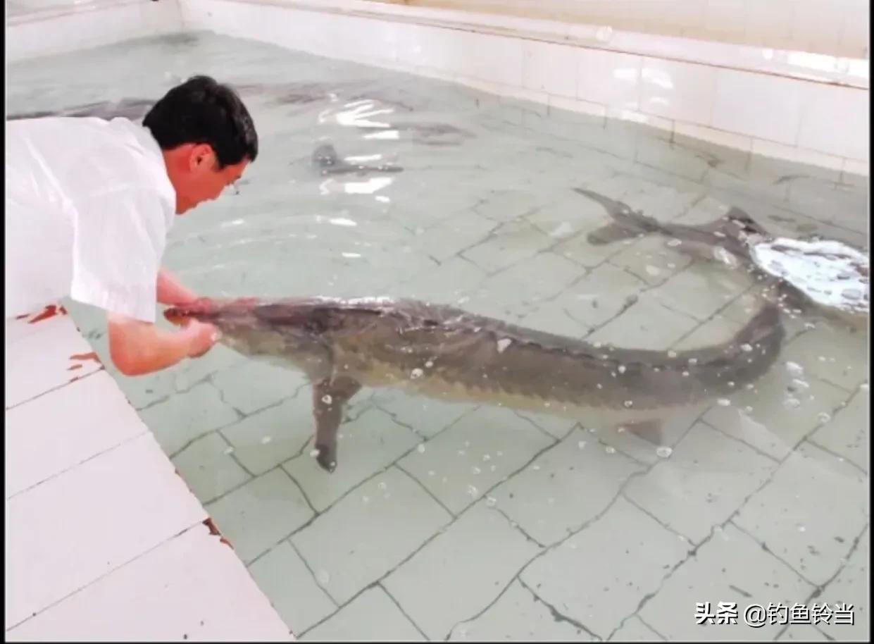 黑龙江的达氏鳇鱼,达氏鳇鱼为什么那么便宜