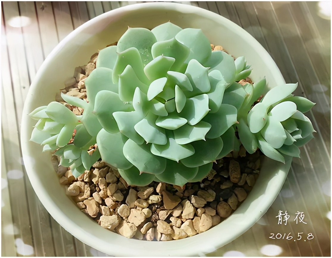 多肉虐我千百遍，我待多肉如初恋