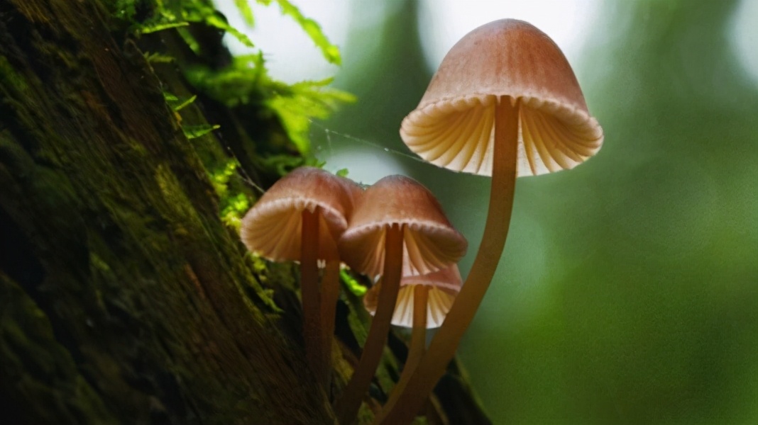 食用菌公司十大排名,山东高产食用菌厂家直销