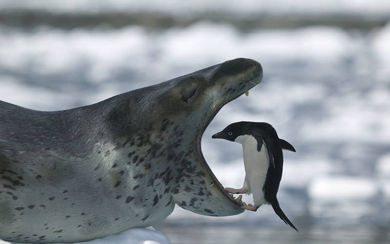 动物界奇葩生育,动物界奇葩组合