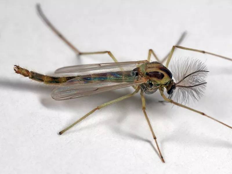 4款家用灭蚊灯测评高效灭蚊灯,灭蚊灯比较