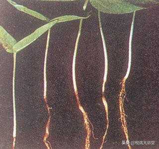 诺基尔：立枯病综合防治技术及治疗药剂大全，选对药很关键？