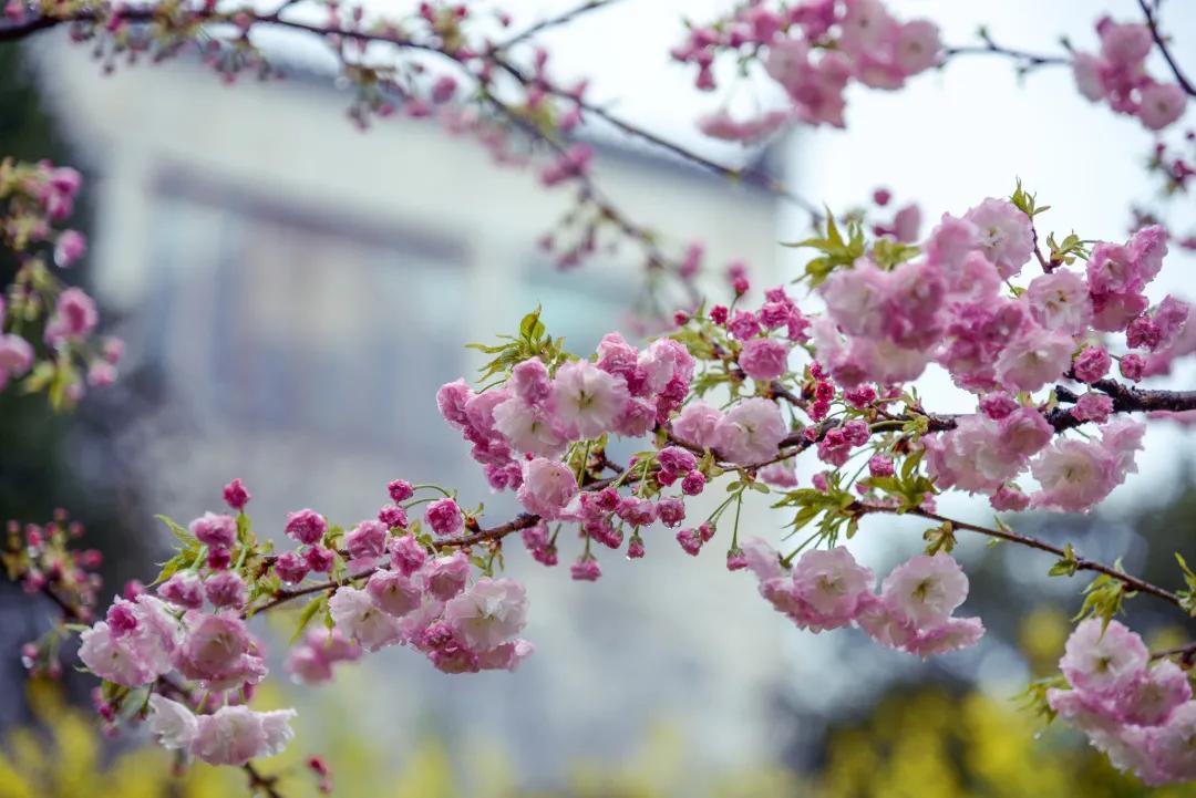 鑺辨湞鑺傝姳浠欏瓙,鑺辨湞鑺傝姳浠欏瓙宸℃父