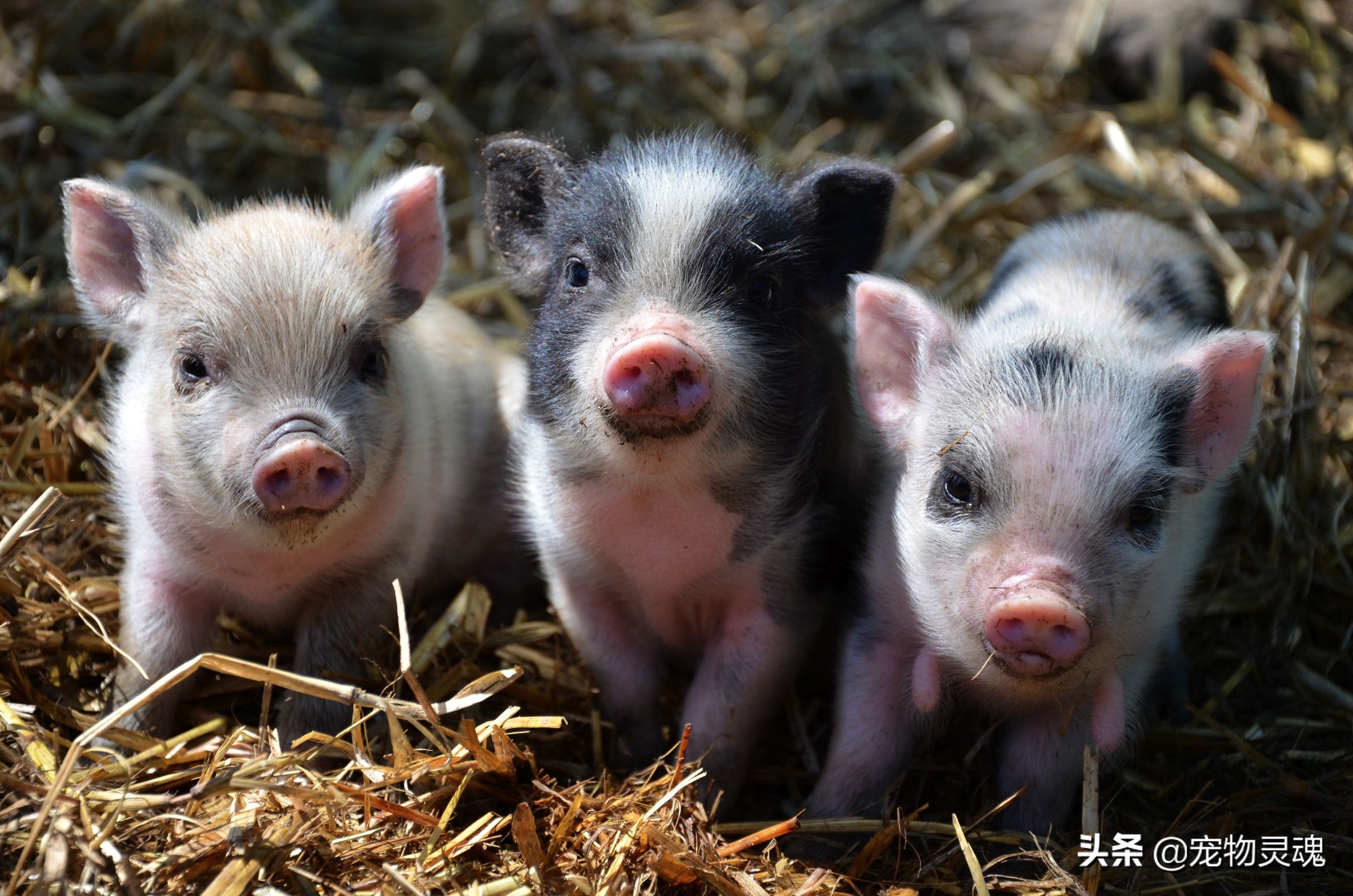养宠物猪要做好的准备,养宠物猪需要注意的事项有哪些